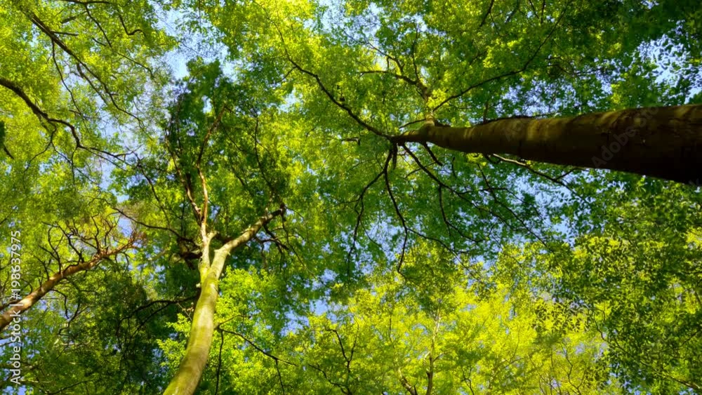 Kamerafahrt durch schönen Wald mit Blick nach oben
