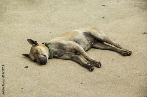 Dog mongrel orange gray thai hair short is sleeping lazy on footpath cement floor. photo