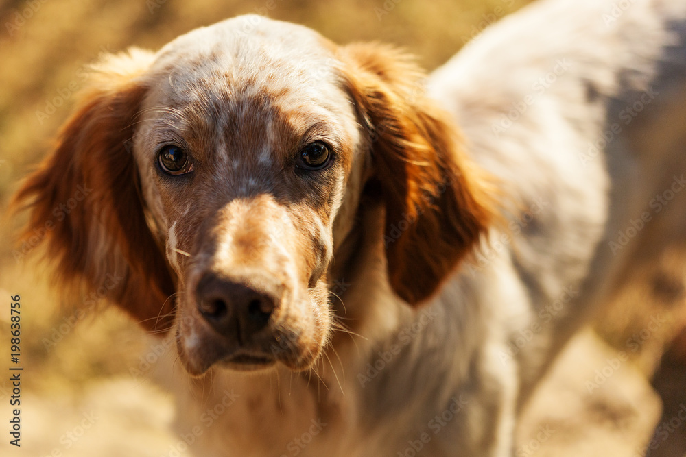Obraz premium Portrait of hunting dog, English setter in outdoor