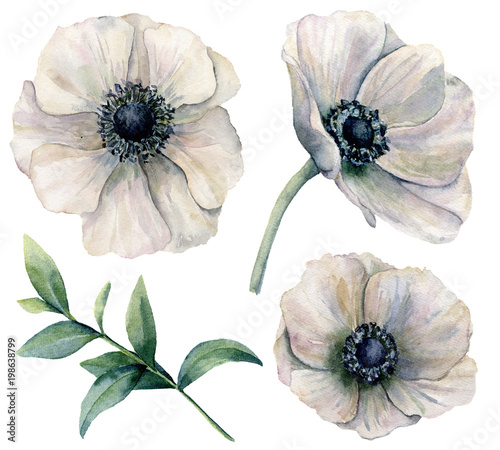 Watercolor white anemone set. Hand painted flowers with eucalyptus leaves isolated on white background. Natural illustration for design, print, fabric or background.