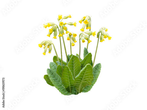 Primula veris yellow spring flowers
