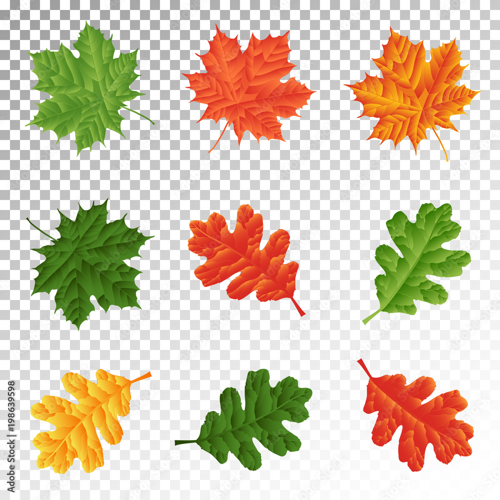Fototapeta premium set - leaves of maple and oak for natural decoration. Isolated. Vector illustration. Eps 10.