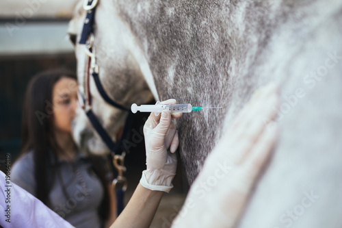 Fototapeta Naklejka Na Ścianę i Meble -  Vet giving injection to a horse. Selective focus on vet's hand. 