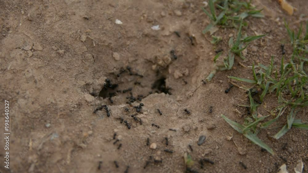 Ants running to their anthill Ants running to their anthill