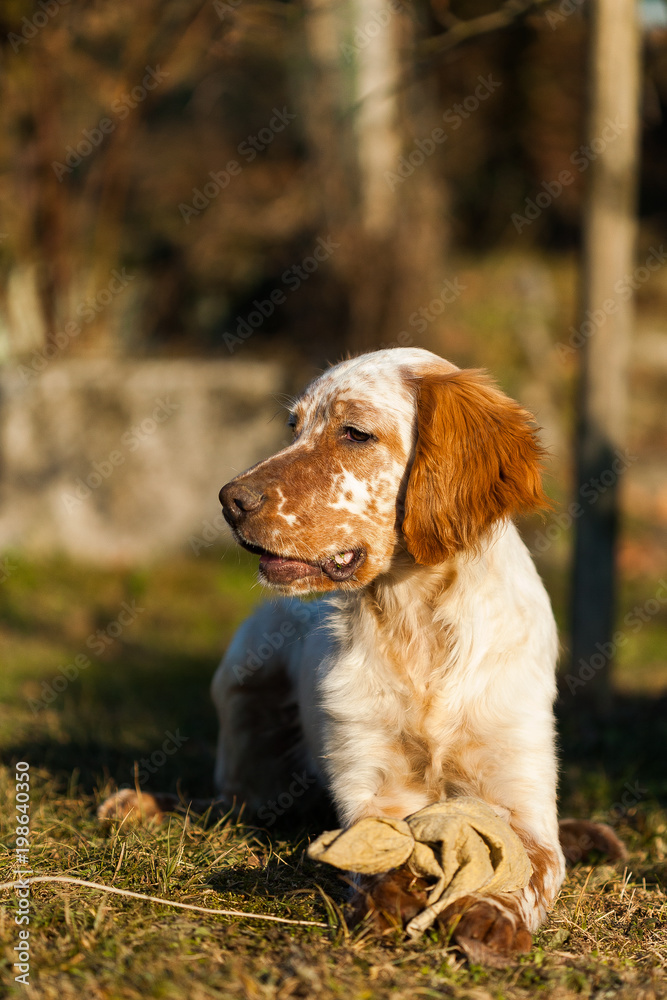 Portrait of hunting dog, English setter in outdoor