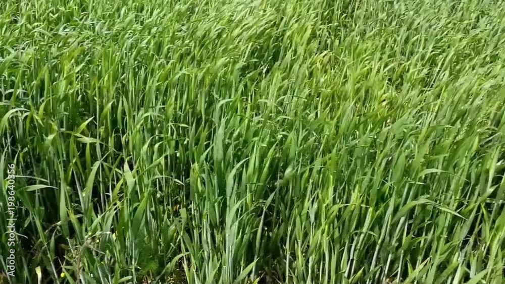 Plantação de milho no campo Plantação de milho no campo