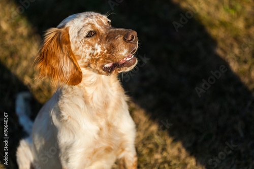 Portrait of hunting dog, English setter in outdoor