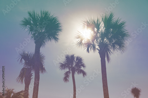 Palm trees against sunny tropical sky 