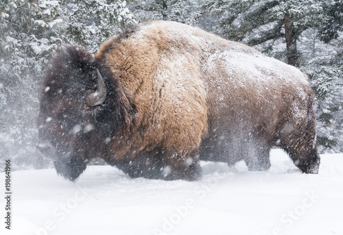 Bison shaking head in knee deep snow