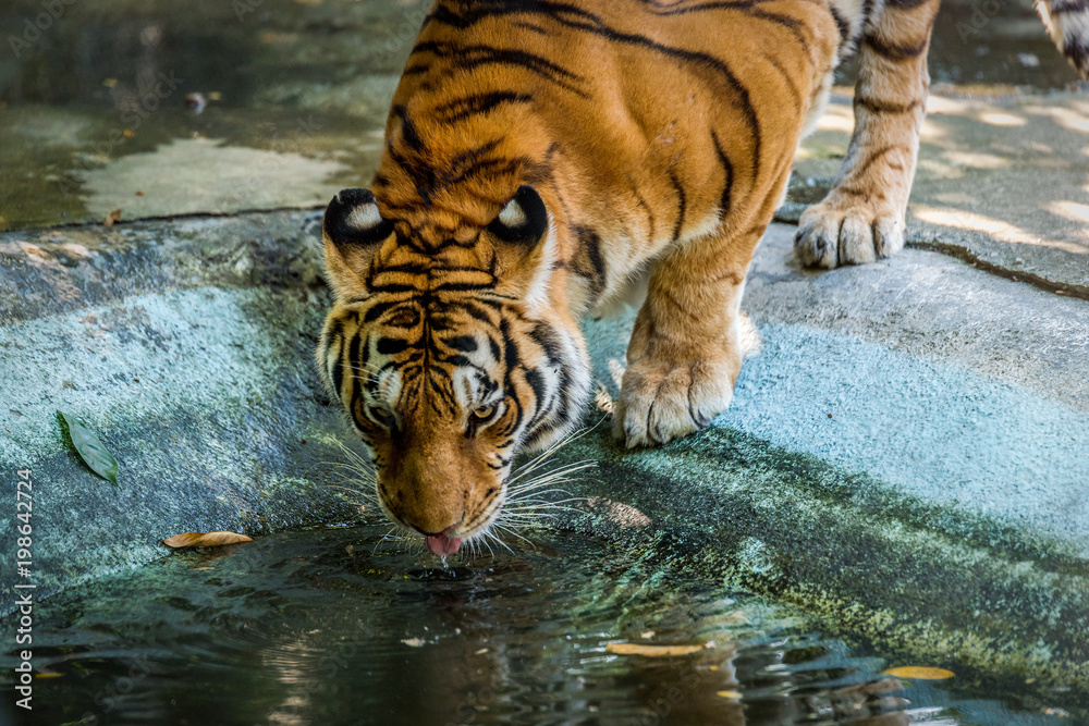 Naklejka premium Bengal tigers are drinking water.