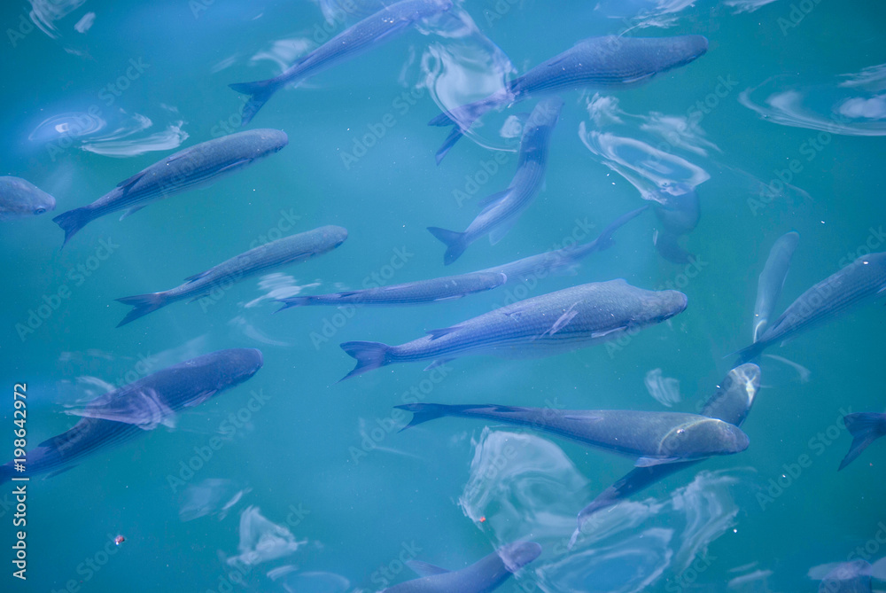 fish swimming fish swimming