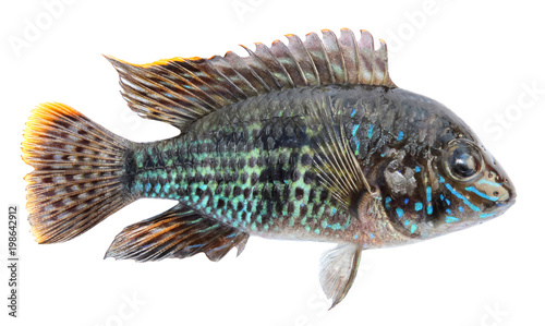 Aquarium fish cichlids, blue acara. Freshwater tropical isolated fish, akara blue