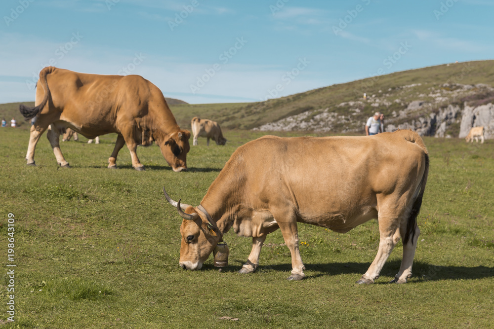 cows grazing in the mountains of Covadonga, Asturias, Spain cows grazing in the mountains of Covadonga, Asturias, Spain