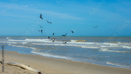 Birds on the Beach