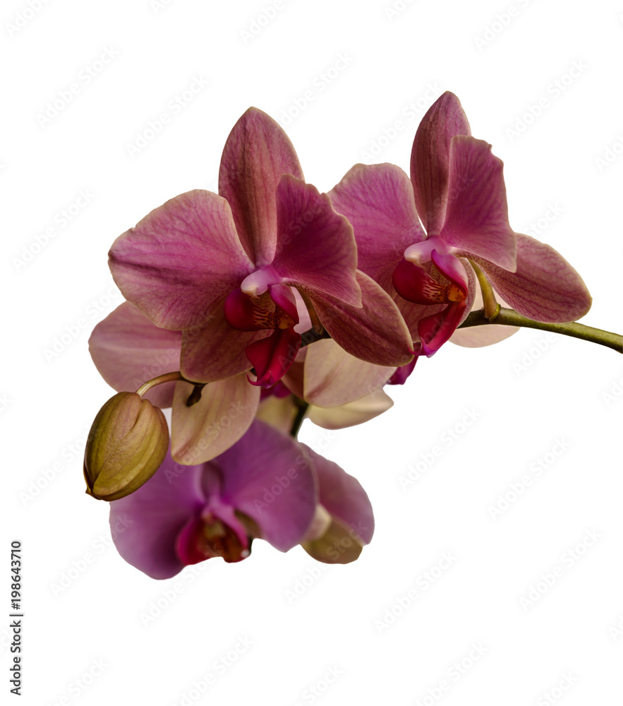 Obraz premium Orchid isolated on white background. There is a way.