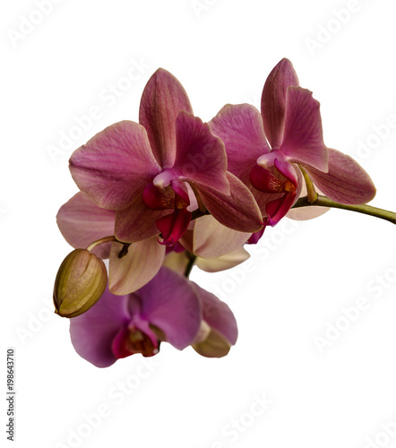 Fototapeta Naklejka Na Ścianę i Meble -  Orchid isolated on white background. There is a way.