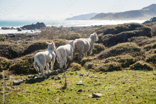 Sheep walking along a beach in New Zealand. 
