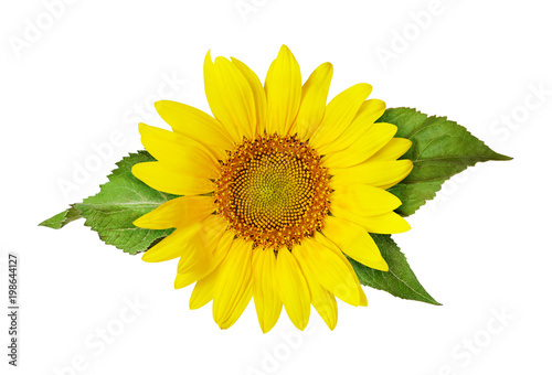 Yellow sunflower and green leaves
