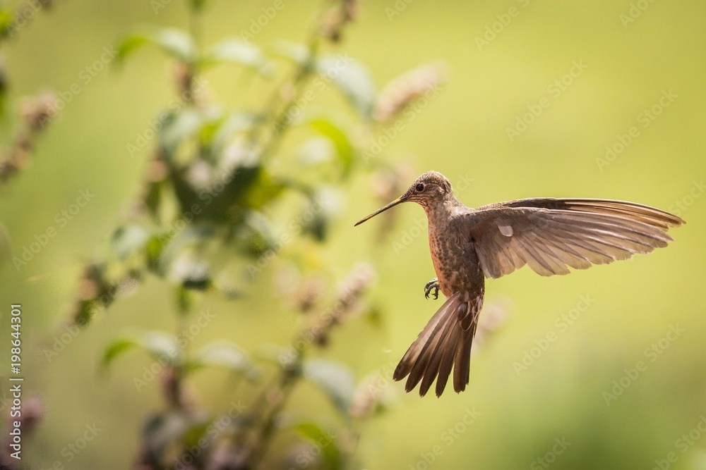 Fototapeta premium Close up Giant Hummingbird (Patagona gigas)