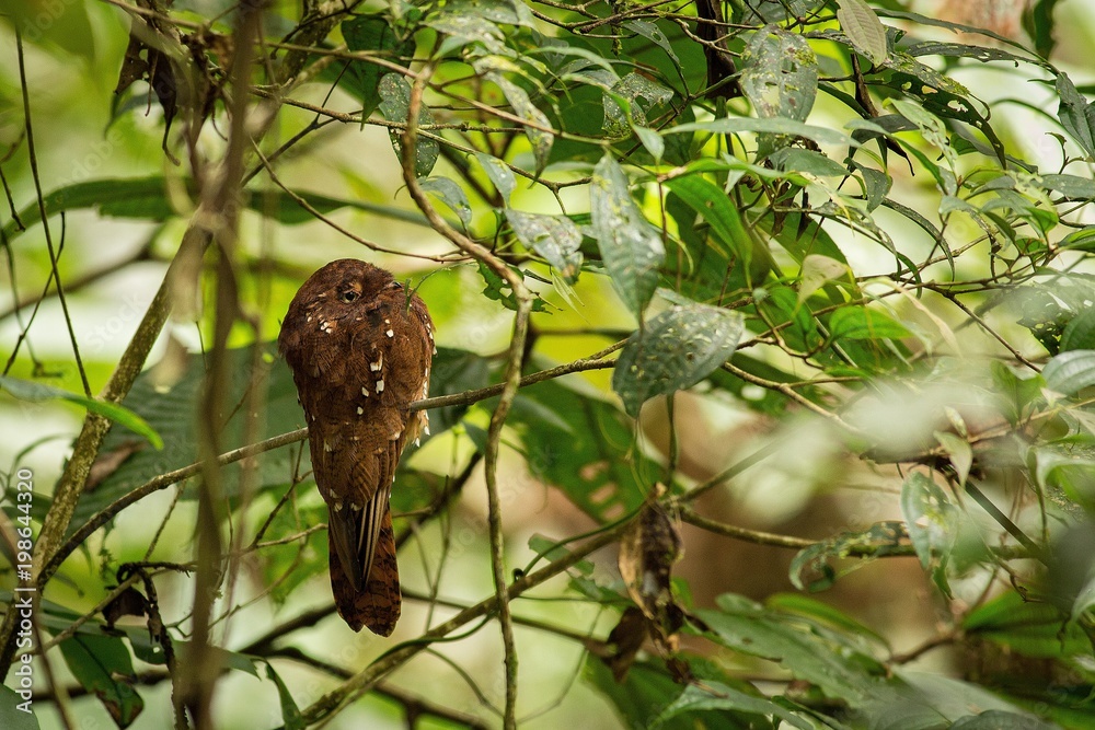 Close up Rufous Potoo sitting in the branch Close up Rufous Potoo sitting in the branch