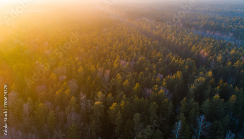 Spring forest from above