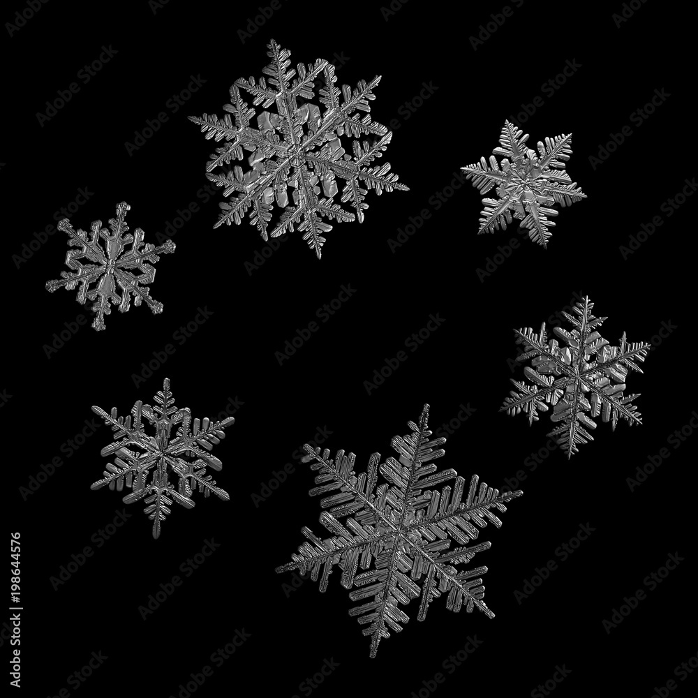 Six snowflakes isolated on black background. Macro photo of real snow crystals: large stellar dendrites with complex, ornate shapes, fine hexagonal symmetry, long, elegant arms and glossy surface.