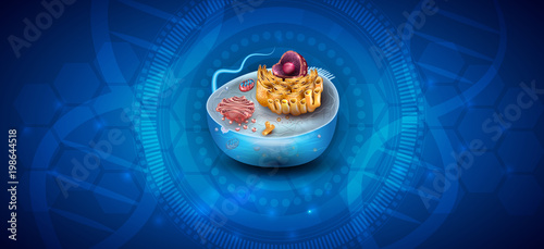 Cell structure, cross section on an abstract blue science background with transparent DNA chains