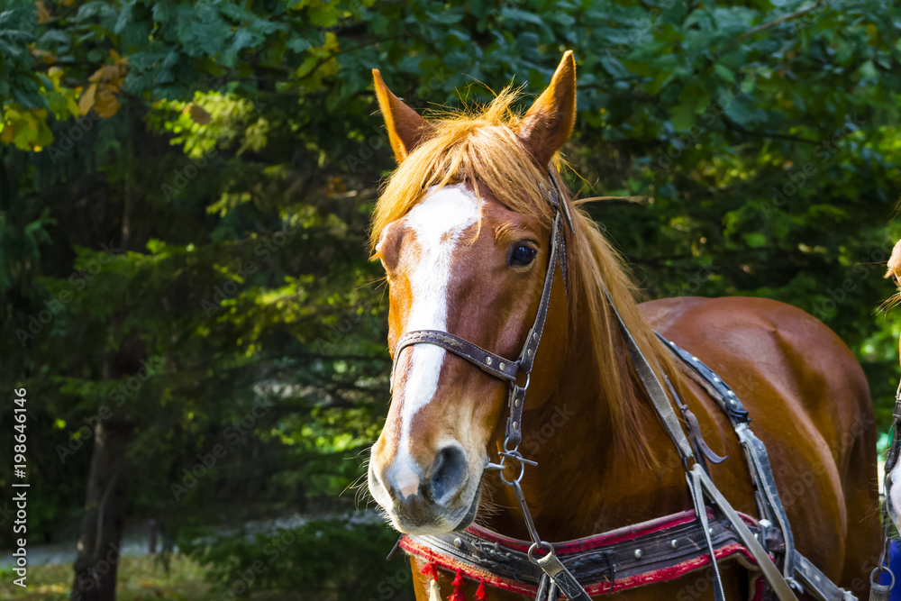 Obraz premium A horse in a harness stands in a deciduous forest in summer