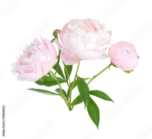 Fototapeta Naklejka Na Ścianę i Meble -  peony branch