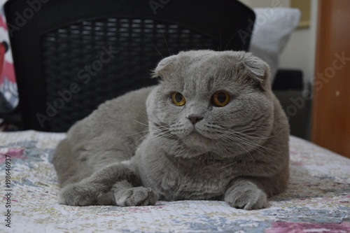 kedi