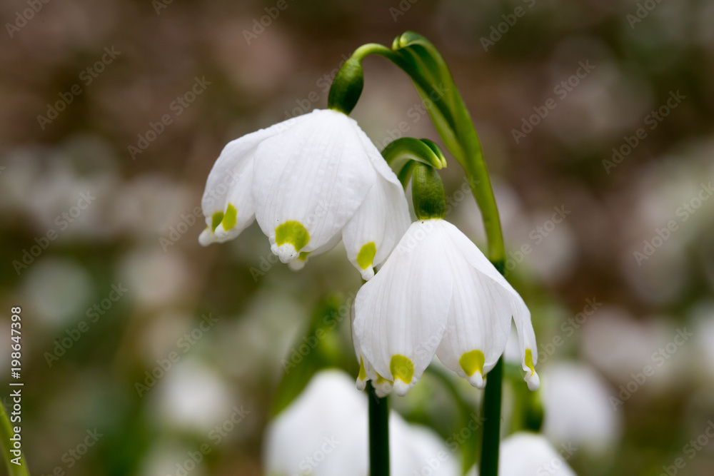 Obraz premium Märzenbecher