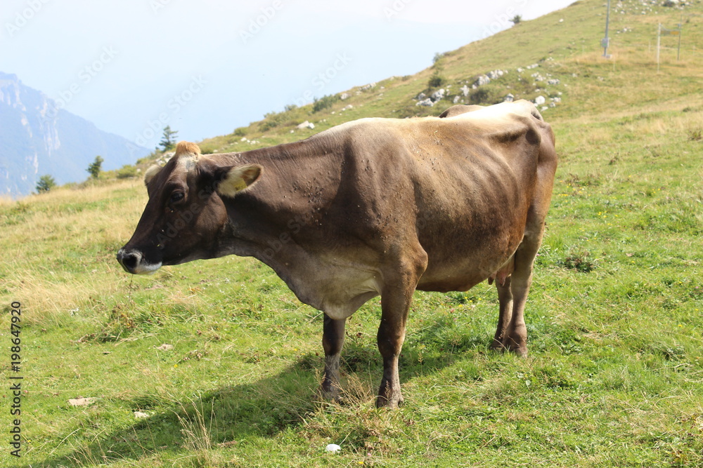 Kuh auf dem Monte Baldo, Italien 
