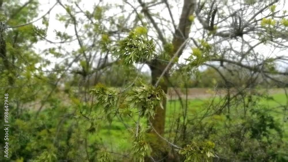A árvore é um vegetal de tronco lenhoso cujos ramos só saem a certa altura do solo