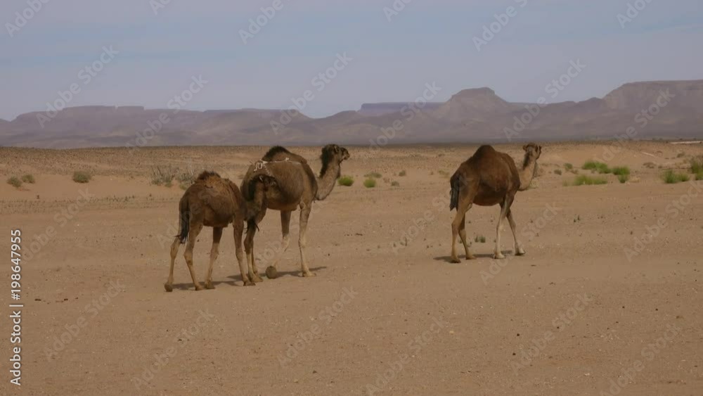 Group of camels walking in Sahara desert, 4k
Group of camels walking in Sahara desert, 4k