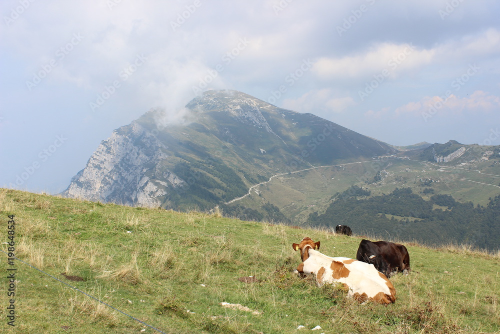 Monte Baldo, Italien, Gardasee, Kühe 