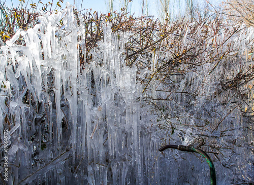 Icing plants in nature