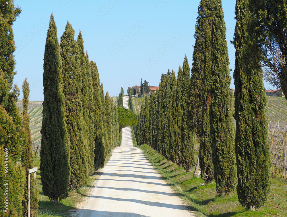 Tuscany, landscape of a cypress avenue near the vineyards