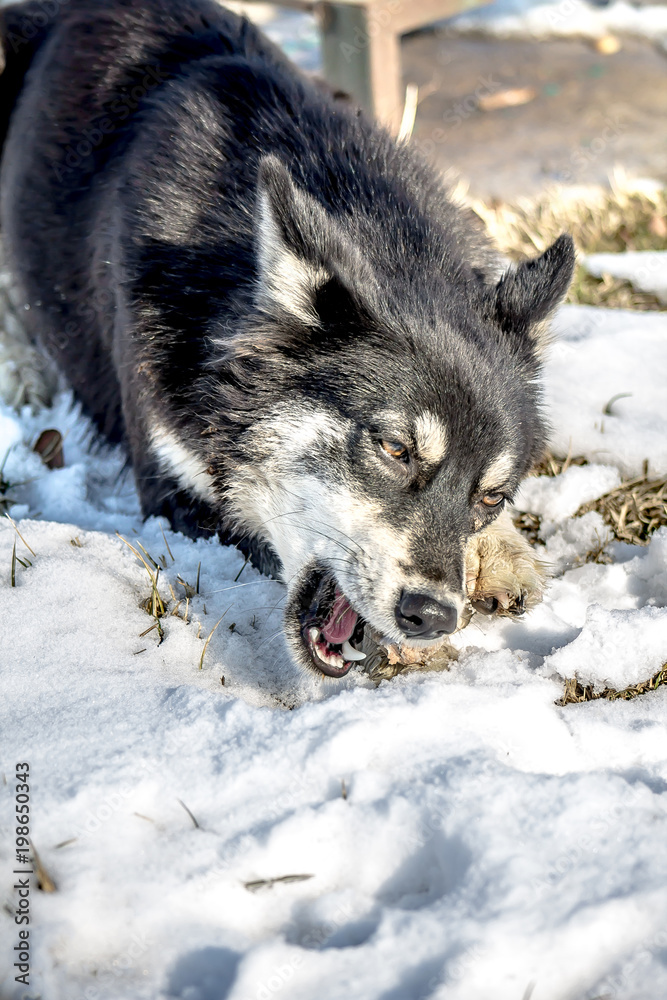 Fototapeta premium the dog gnaws the bone in winter