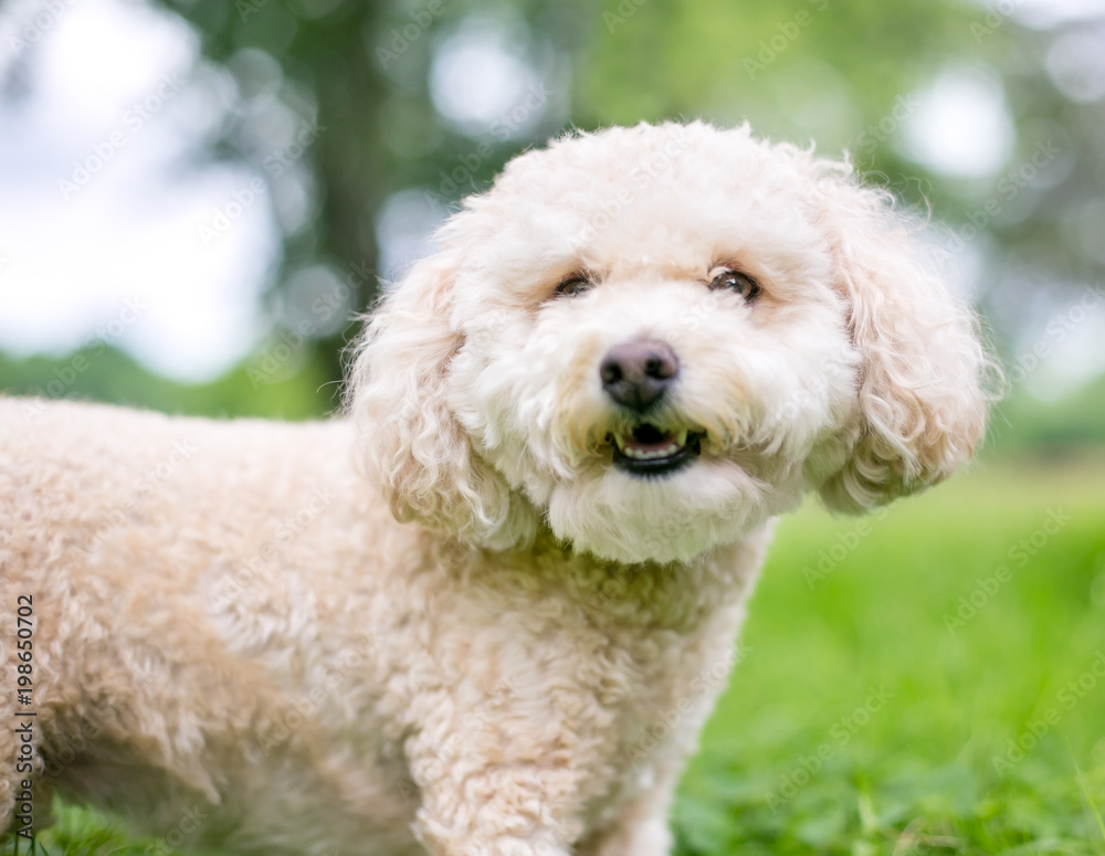 A cute Miniature Poodle dog outdoors