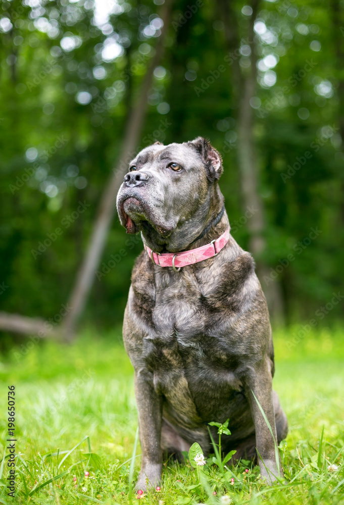 A Cane Corso mixed breed dog with cropped ears – Stock-Foto | Adobe Stock