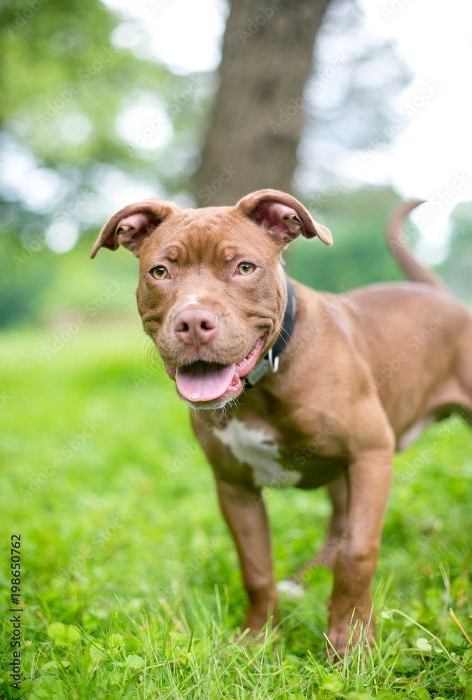 A red Pit Bull Terrier puppy outdoors