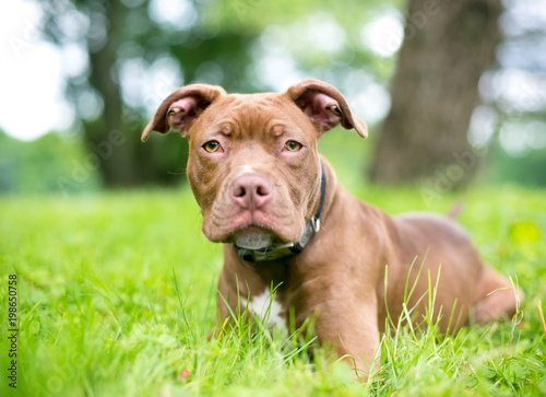 A red Pit Bull Terrier puppy relaxing in the grass