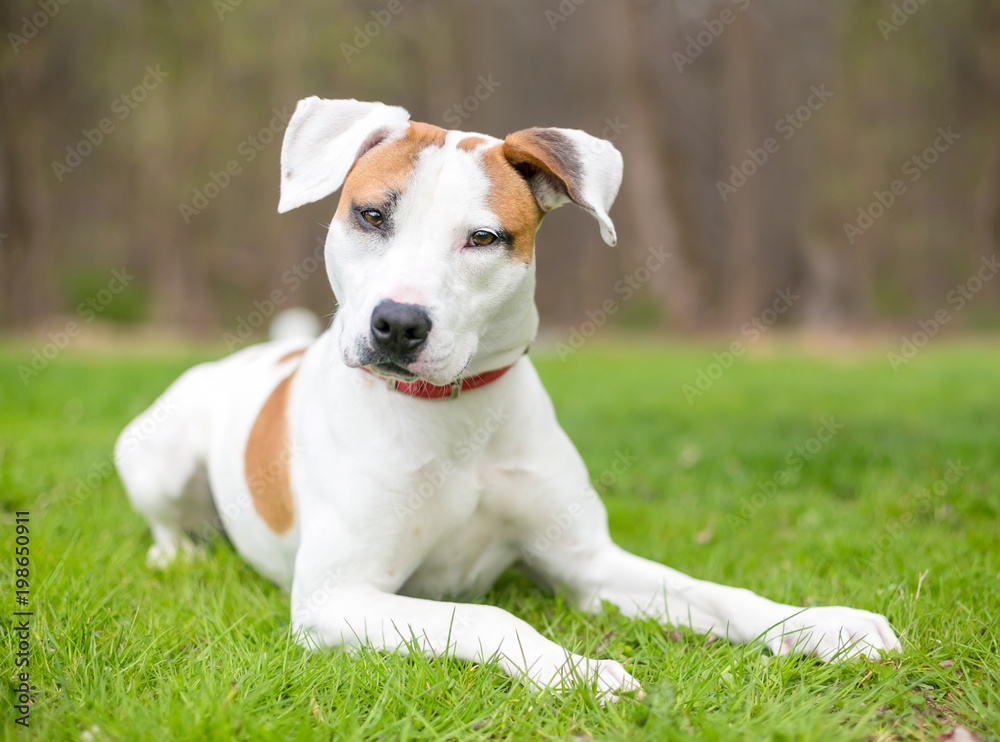A young Hound mix dog lying in the grass
