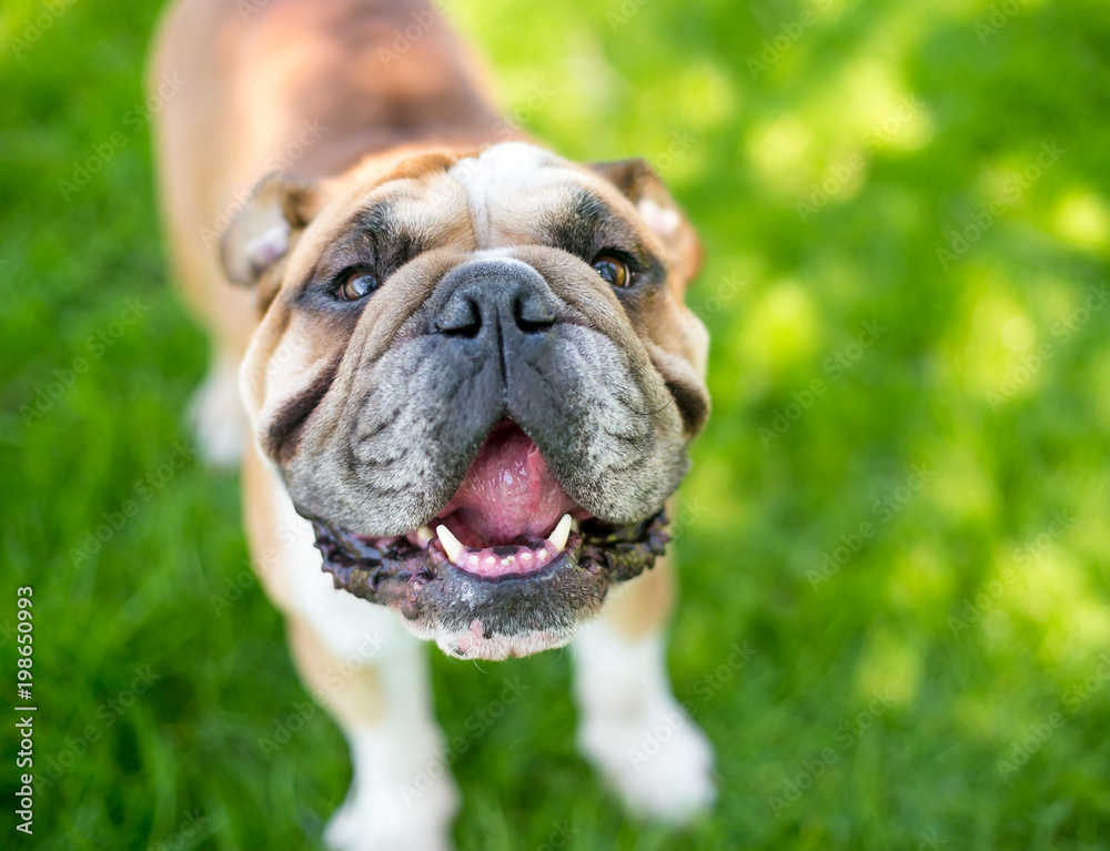 A happy English Bulldog outdoors