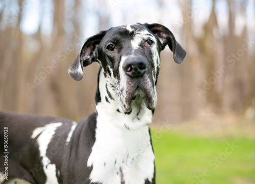 A black and white purebred Harlequin Great Dane dog outdoors