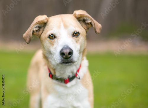 A Terrier mixed breed dog wearing a red collar