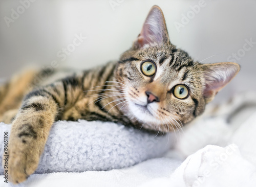 Wallpaper Mural A young brown tabby domestic shorthair cat relaxing on a cat bed