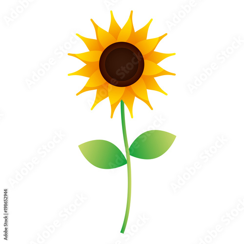 cute sunflower stem leaves nature image vector illustration