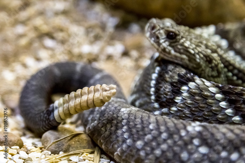 Rattlesnake - Crotalus durissus, poisonous. Dangers. photo