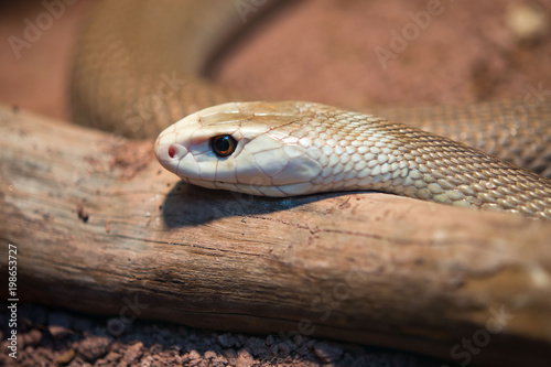 Taipan snake